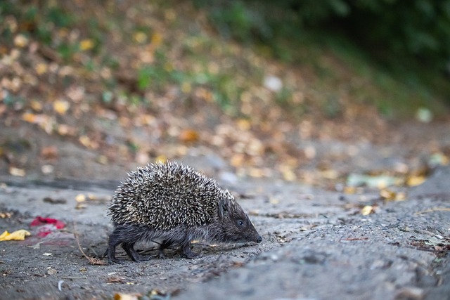 这队传球流畅得像跳舞